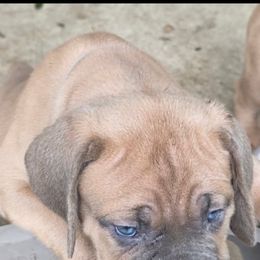 Cane Corso Puppies from Gina Dash