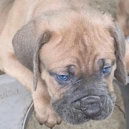 Cane Corso Puppies from Gina Dash