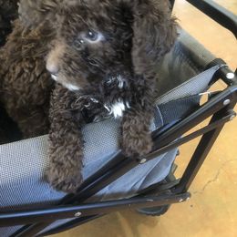 Goldendoodle, Labradoodle, Poodle, and Saint Berdoodle Puppies from Dent’s Doodles