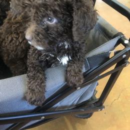 Goldendoodle, Labradoodle, Poodle, and Saint Berdoodle Puppies from Dent’s Doodles