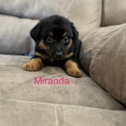 Miniature Australian Shepherd Puppies from Dutton's Show Me Farms
