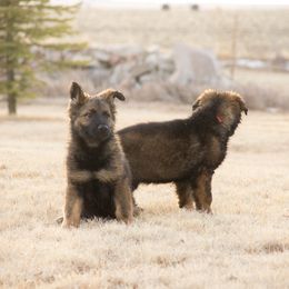 German Shepherd Puppies from Journey's German Shepherds (Kennel Vom Himmel)