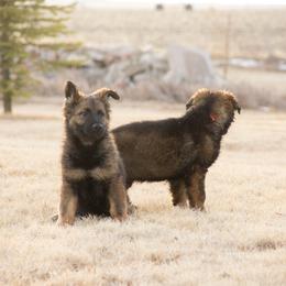 German Shepherd Puppies from Journey's German Shepherds (Kennel Vom Himmel)