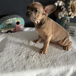 Boston Terrier and French Bulldog Puppies from Findley’s Furbabies