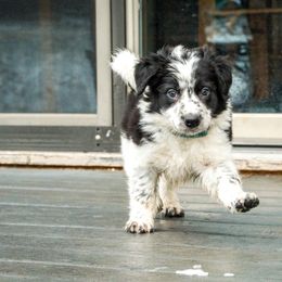 Border Collie, Golden Retriever, and Sporty Mix Puppies from Turbo Border Collies & Coltrievers