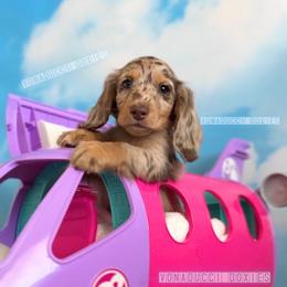 Boeing - Dapple male Dachshund puppy in Chandler, Arizona from Vonaducci Doxies, LLC.