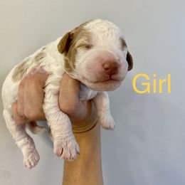 Girl 3 - Goldendoodle puppy in Morehead City, North Carolina from Shoreside Doodles