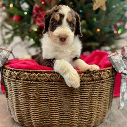 Cider - Tri-color male Bernedoodle puppy in Harpers Ferry, West Virginia from Oso Perfect Poodles and Doodles