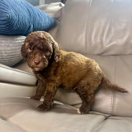 Merlin - Brown and white male Aussiedoodle puppy in Lake City, Florida from Dream Hollow Farm