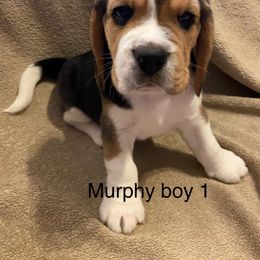 Boy 1 - Black tan and white male Beagle puppy in Needville, Texas from Rancho Robles Kennels