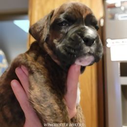 Boxer Puppies from Winchester Boxers