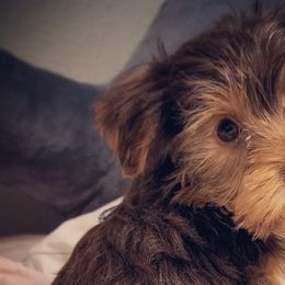Yorkshire Terriers from Arcadian Farms