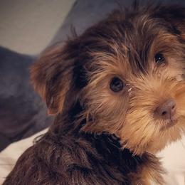 Yorkshire Terriers from Arcadian Farms