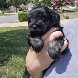 Pup 1 - Black and silver male Miniature Schnauzer puppy in Hickory, North Carolina from Selene's Schnauzers