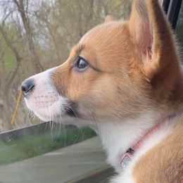 Pembroke Welsh Corgi and Toy Australian Shepherd Puppies from Riot Kreek Kennels