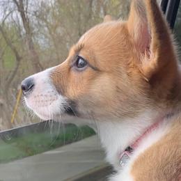Pembroke Welsh Corgi and Toy Australian Shepherd Puppies from Riot Kreek Kennels