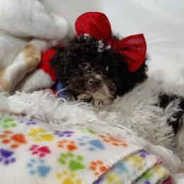Celeste-Genetically All Clear plus CAER Ophthalmologist Exam Completed - Parti female Poodle puppy in Westfield, North Carolina from Legacy Pets