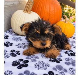 Briar - Black and tan male Yorkshire Terrier puppy in North Huntington, Pennsylvania from Charz Dollz