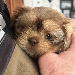 Mr Bradley Imperial - Red and tan male Shih Tzu puppy in Kane, Pennsylvania from Pumpkin Patch Imperial Shih Tzus