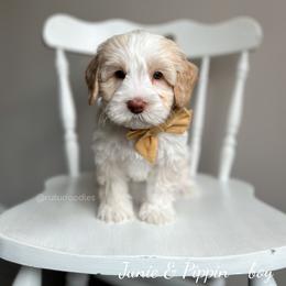 Australian Labradoodle Puppies from Rutu Australian Labradoodles