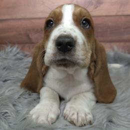 GINGER - Mahogany and white female Basset Hound puppy in Lebanon, Ohio from Lady Mae Bassets