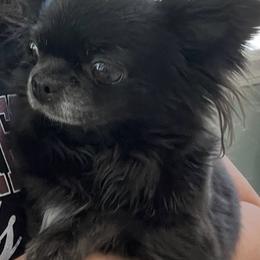 Mindy - Chihuahua