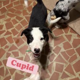 Cupid - Black and white female Border Collie puppy in Huntersville, North Carolina from MJ Border Collies