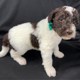 Graham - Parti male Labradoodle puppy in Candler, North Carolina from Maple Bakin’ Doodles