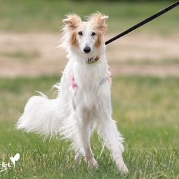 Azuma - Silken Windhound