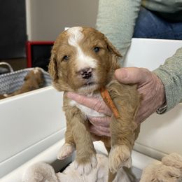 Goldendoodle and Golden Retriever Puppies from Valley of the Sun Breeders