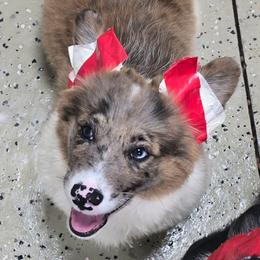 Tonto - Sable merle and white male American Corgi puppy in Walker, Iowa from Double K Corgis