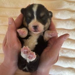 Male - Black and tan male Pembroke Welsh Corgi puppy in Mcarthur, Ohio from Bentley Corgis LLC