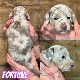 Fortune - Fawn (isabella) and cream female Dachshund puppy in Fond Du Lac, Wisconsin from Clucking Homestead Springers & Dachshunds