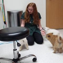 Icelandic Sheepdog Puppies from Valhalla Icelandic Sheepdogs