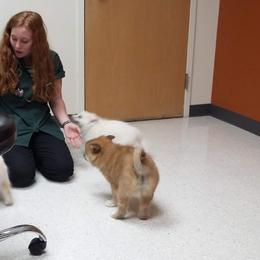 Icelandic Sheepdog Puppies from Valhalla Icelandic Sheepdogs