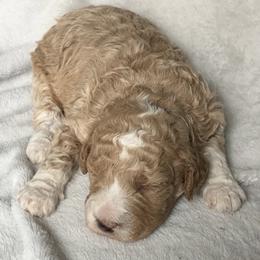 Boy 2 - Apricot male Goldendoodle puppy in Lapeer, Michigan from Doodle All Day
