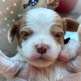 Zero - Blenheim male Cavapoo puppy in Tucson, Arizona from Cavapoo Puppy Parade