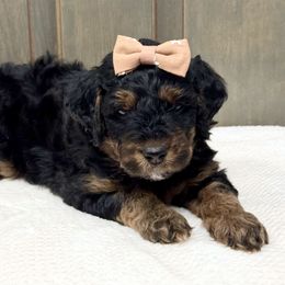 Tianna - Phantom female Goldendoodle puppy in Gilbert, Arizona from Gilbert Az Doodles