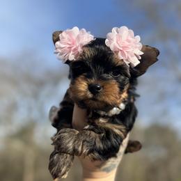 Yorkshire Terrier Puppies from Kruz Kennels