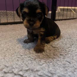 Rottweiler and Yorkshire Terrier Puppies from Superior Family Kennels