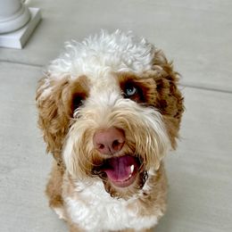 Louie - Australian Labradoodle