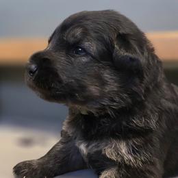 Kenobi - Black and cream male Shiloh Shepherd puppy in Anza, California from Stunning Shiloh Shepherds