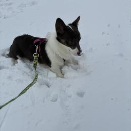 Lady- American Corgi - Blue female Pembroke Welsh Corgi puppy in Hanover, Pennsylvania from Happily Ever After Corgis