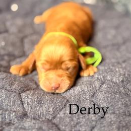 Derby - Red male Cockapoo puppy in Alexandria, Alabama from Bright and Beautiful Cockapoos and Doodles