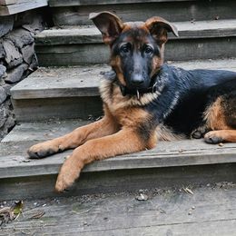 Cecelia (TRAINED SERVICE DOG) - Black and red German Shepherd puppy in Jamesville, New York from Mark Carfagno's Pups