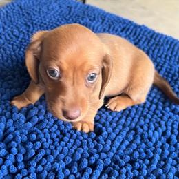 Girl 1 neon green collar - Red female Dachshund puppy in Gulfport, Mississippi from Susan's Dachshunds