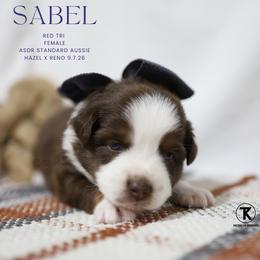 Sable- Red Tri Female - Red tri-color female Australian Shepherd puppy in Nacogdoches, Texas from TK Standard, Mini, & Toy Aussies
