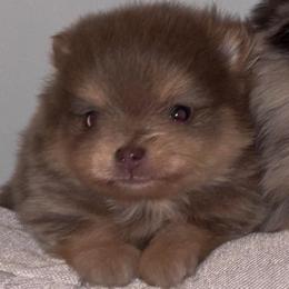Zion - Lavender male Pomeranian puppy in Fayetteville, North Carolina from Tar-heel Poms