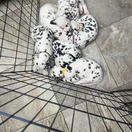 Dalmatian Puppies from Green Acre Dalmatians