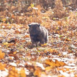 Pomsky Puppies from New World Pomskies